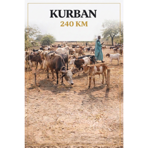 Kurban 240 KM